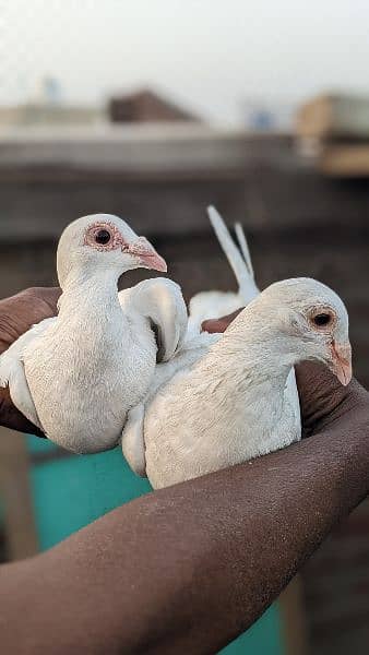 2 pair pigeon king siaz or sentient as number PR Rabat ka(03238670620) 6