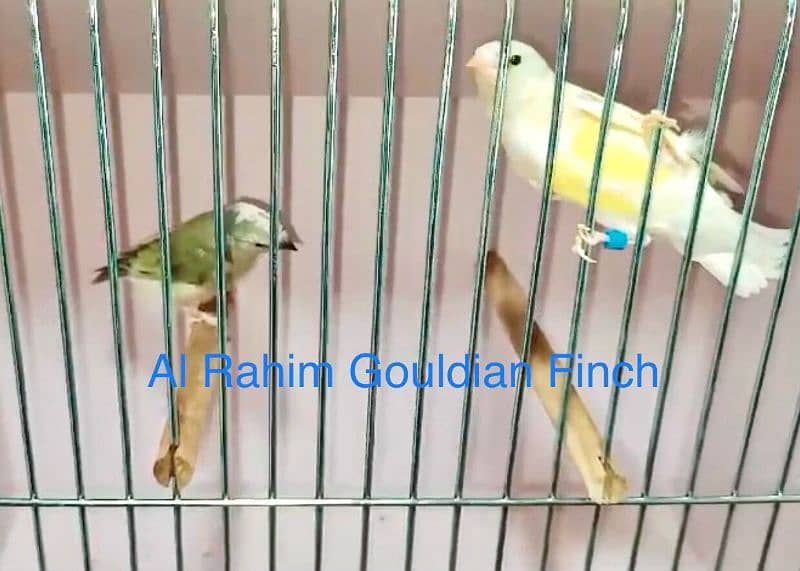 gouldian finch adult pairs 1