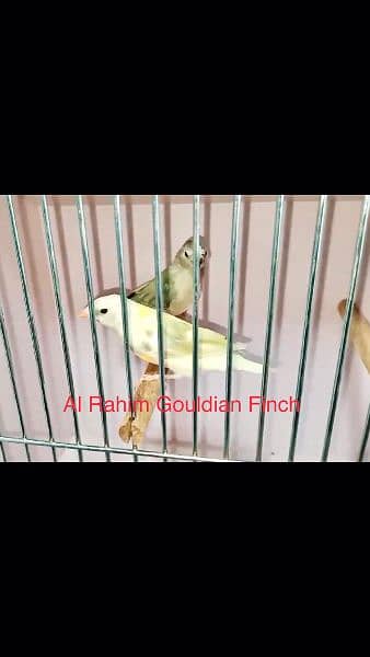 gouldian finch adult pairs 2
