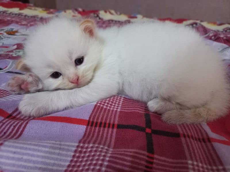 Persian Cat | Semi Punch Face | Triple Coat Cat | Kittens 4
