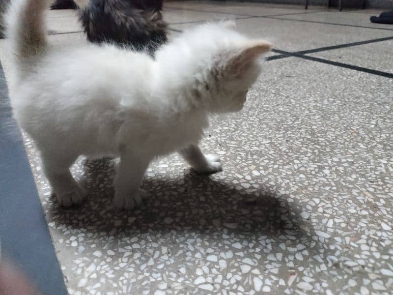 Persian Cat | Semi Punch Face | Triple Coat Cat | Kittens 5