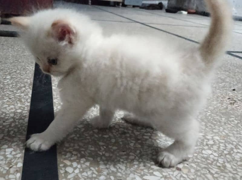 Persian Cat | Semi Punch Face | Triple Coat Cat | Kittens 6