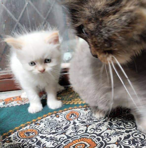 Persian Cat | Semi Punch Face | Triple Coat Cat | Kittens 7