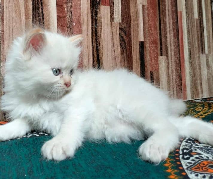 Persian Cat | Semi Punch Face | Triple Coat Cat | Kittens 8