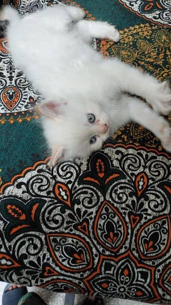 Persian Cat | Semi Punch Face | Triple Coat Cat | Kittens 9