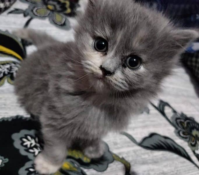 Persian Cat | Semi Punch Face | Triple Coat Cat | Kittens 11