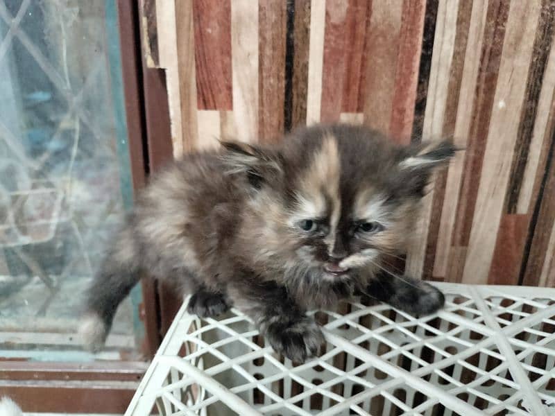 Persian Cat | Semi Punch Face | Triple Coat Cat | Kittens 14