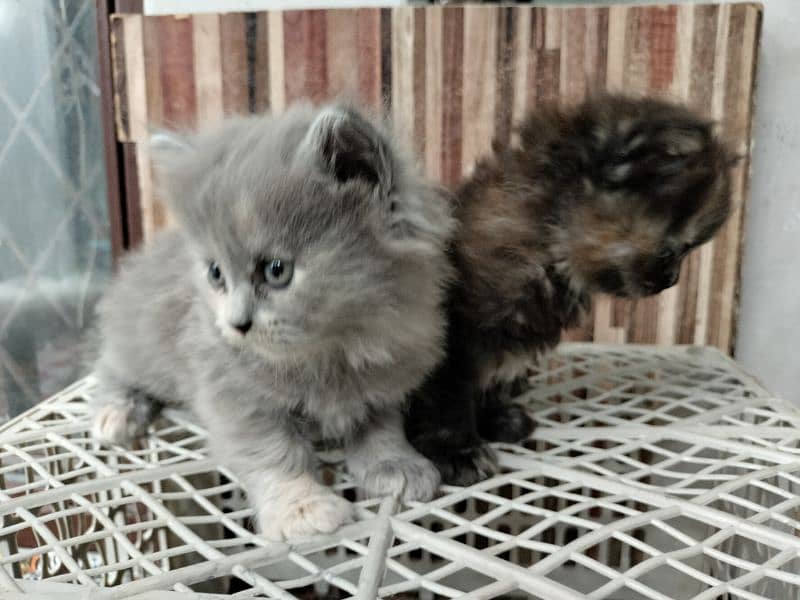 Persian Cat | Semi Punch Face | Triple Coat Cat | Kittens 15