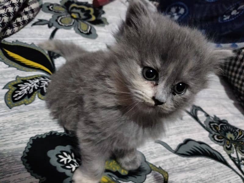 Persian Cat | Semi Punch Face | Triple Coat Cat | Kittens 16