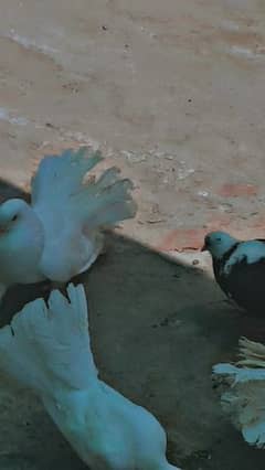 Fantail pigeons 0
