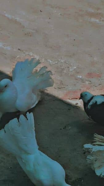 Fantail pigeons 0