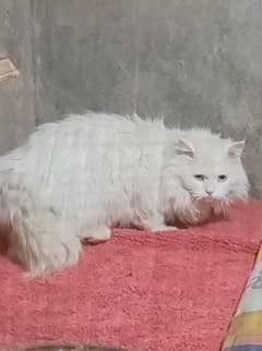 Persian male for sale
