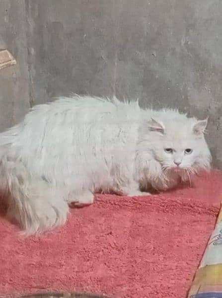 Persian male for sale 0