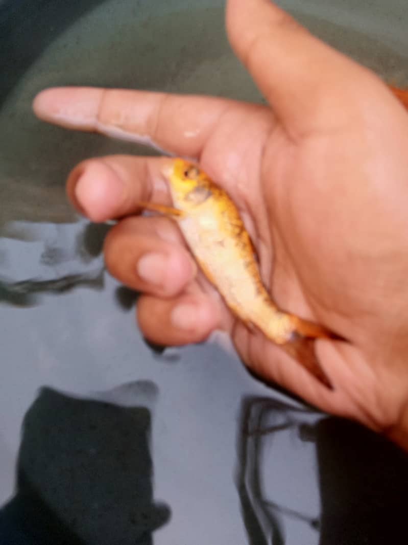 beautiful growing size koi fish 1