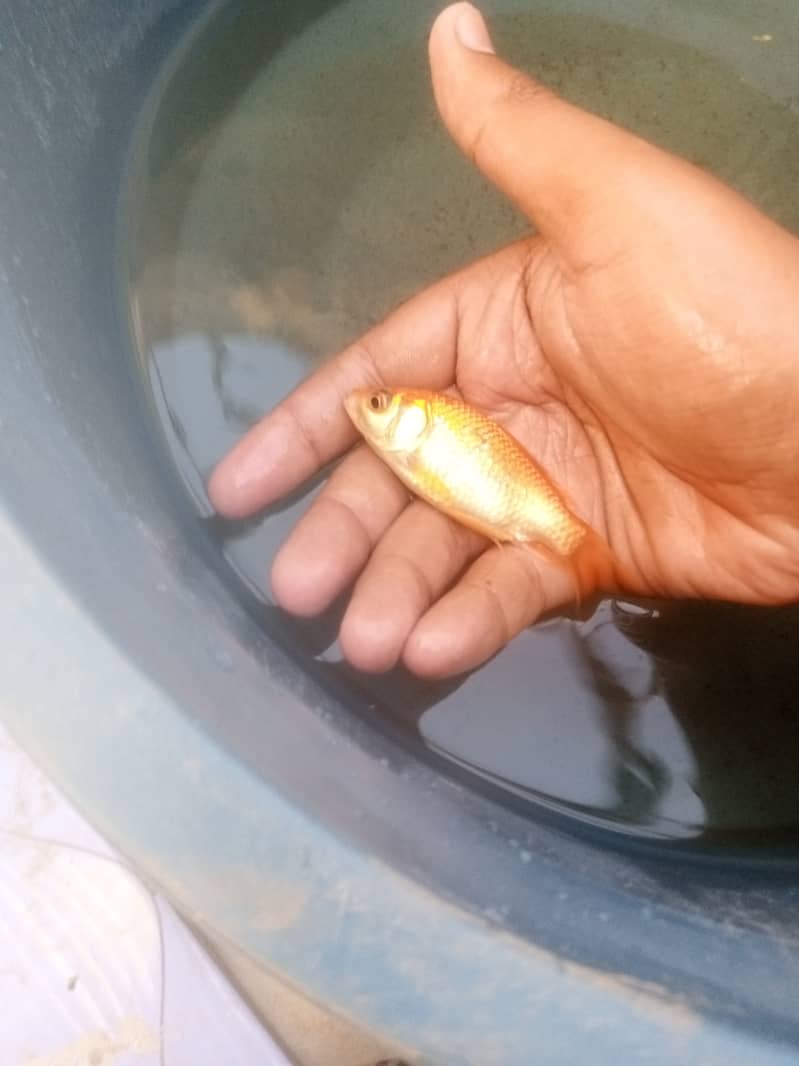 beautiful growing size koi fish 2