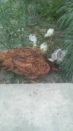 I'm selling pure mianwali aseel murgi with chicks.