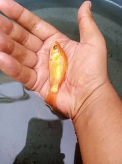 beautiful growing size koi fish