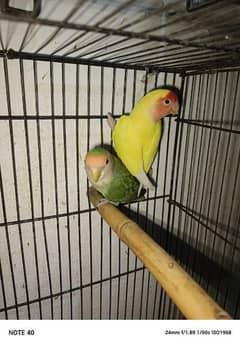 Love bird breeder pair