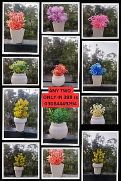 Home decorating plants Any two 03084449294