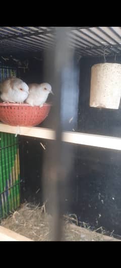 Red &Diamond dove breeder pairs