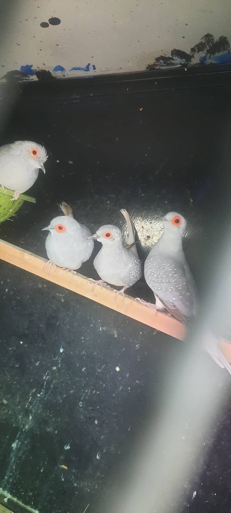 Red &Diamond dove breeder pairs 2