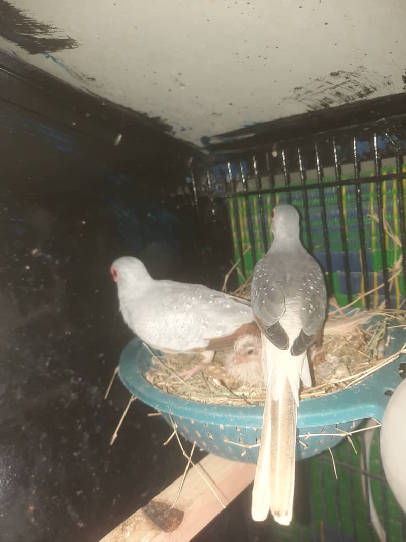 Red &Diamond dove breeder pairs 3