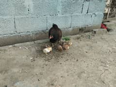 aseel hen with 6 chicks
