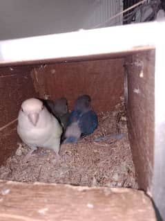 carimino x blue fishri with 3 chicks