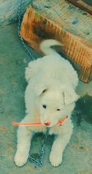 russian dogs 3 month age beautiful looking 2 type eye's 1