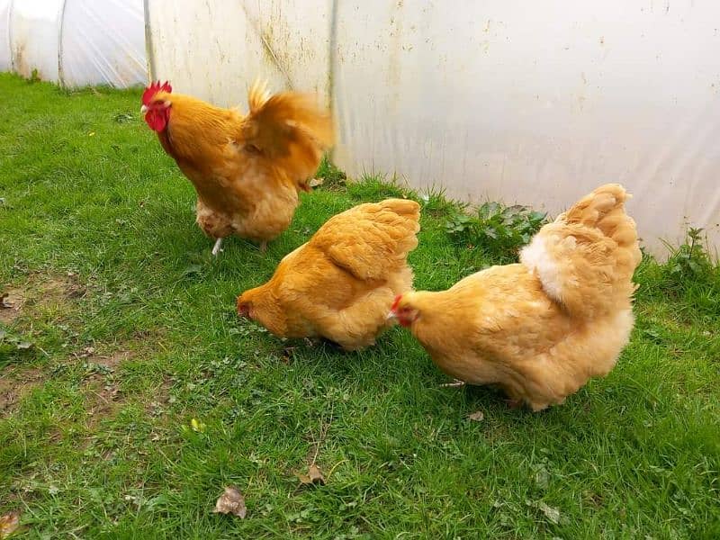 English Orpington Chicks available for sale. 1