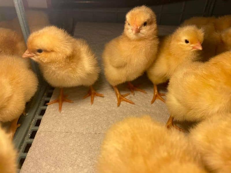 English Orpington Chicks available for sale. 2