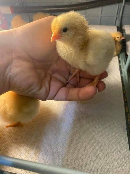 English Orpington Chicks available for sale. 3