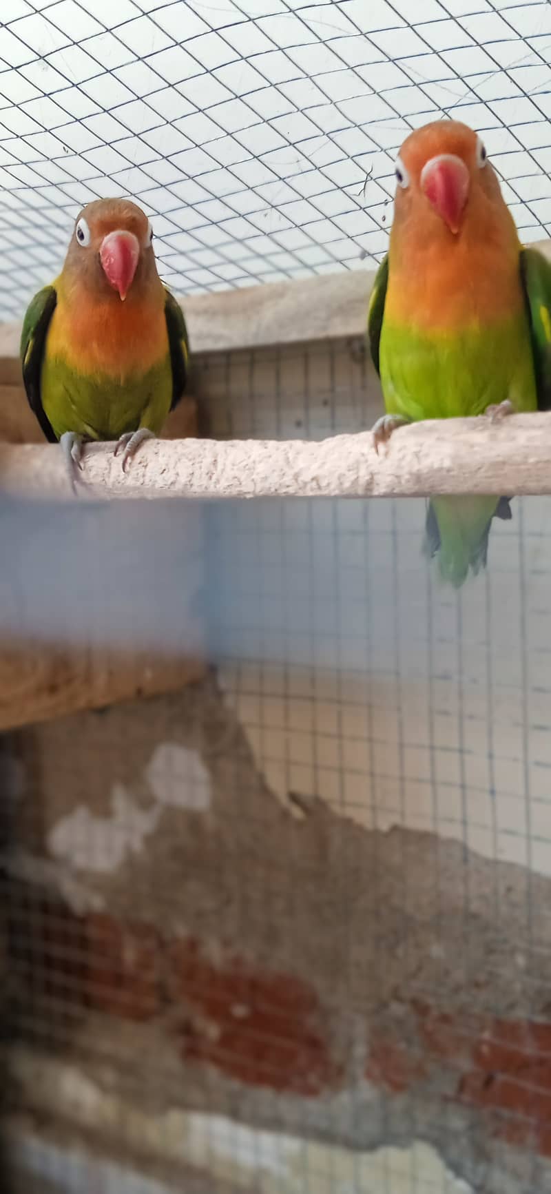 Love bird pair for sale 3