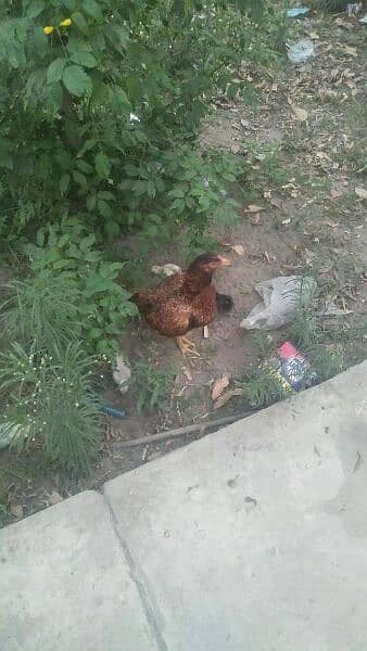 I'm selling pure mianwali aseel murgi with chicks 3
