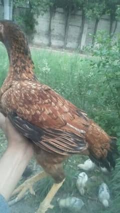 I'm selling pure mianwali aseel murgi with chicks