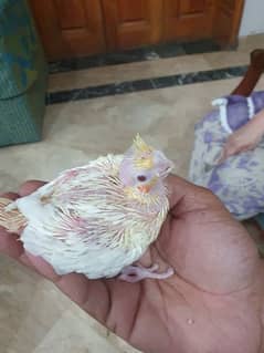 Cocktail Chicks Available For Sale