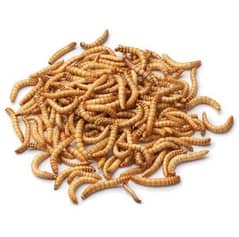 mealworm Larvae