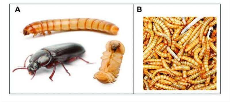 mealworm Larvae 1