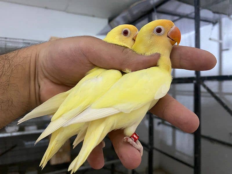 Lovebirds Available of top Qualities 5