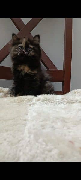 persian triple coat punch  female kittens available for sale 3