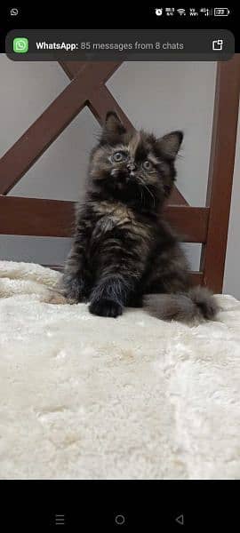 persian triple coat punch  female kittens available for sale 4