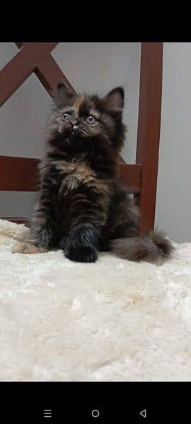 persian triple coat punch  female kittens available for sale 6