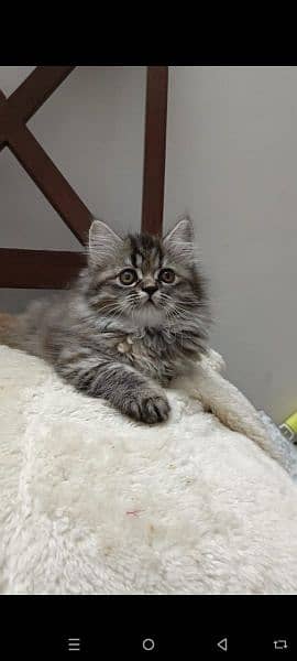 persian triple coat punch  female kittens available for sale 9