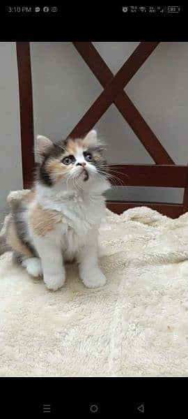 persian triple coat punch  female kittens available for sale 13