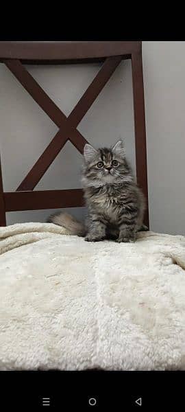 persian triple coat punch  female kittens available for sale 15