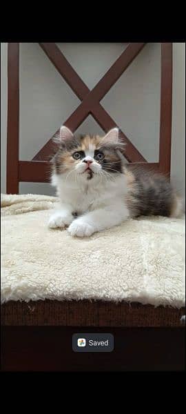 persian triple coat punch  female kittens available for sale 16