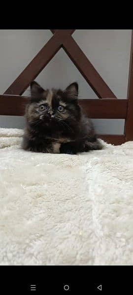 persian triple coat punch  female kittens available for sale 17