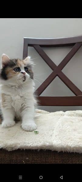 persian triple coat punch  female kittens available for sale 19