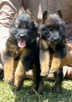 German Shepherd dog long coat pair age 2 month available for sale