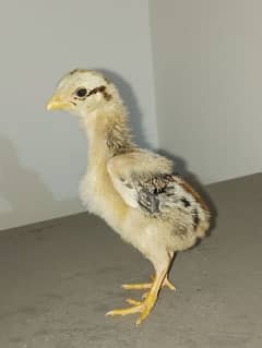 Aseel Chicks Home breed